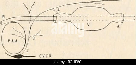 . Die Physiologie des Kreislaufes. Système cardiovasculaire. . Veuillez noter que ces images sont extraites de la page numérisée des images qui peuvent avoir été retouchées numériquement pour plus de lisibilité - coloration et l'aspect de ces illustrations ne peut pas parfaitement ressembler à l'œuvre originale.. Tigerstedt, Robert, 1853-1923. Berlin : Vereinigung Wissensachaftlicher Verleger Walter de Gruyter Banque D'Images