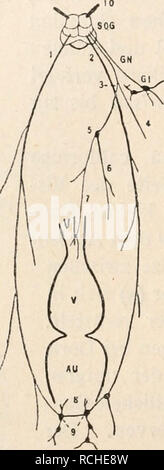 . Die Physiologie des Kreislaufes. Système cardiovasculaire. . Veuillez noter que ces images sont extraites de la page numérisée des images qui peuvent avoir été retouchées numériquement pour plus de lisibilité - coloration et l'aspect de ces illustrations ne peut pas parfaitement ressembler à l'œuvre originale.. Tigerstedt, Robert, 1853-1923. Berlin : Vereinigung Wissensachaftlicher Verleger Walter de Gruyter Banque D'Images