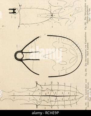 . Die Physiologie des Kreislaufes. Système cardiovasculaire. . Veuillez noter que ces images sont extraites de la page numérisée des images qui peuvent avoir été retouchées numériquement pour plus de lisibilité - coloration et l'aspect de ces illustrations ne peut pas parfaitement ressembler à l'œuvre originale.. Tigerstedt, Robert, 1853-1923. Berlin : Vereinigung Wissensachaftlicher Verleger Walter de Gruyter Banque D'Images