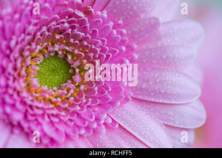 Belle fleur rose style macro avec des gouttes d'eau sur les pétales, gerbera flower , floral background Banque D'Images