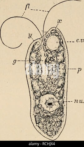 . Die Niederen Organismen : ihre Reizphysiologie und Psychologie. Invertébrés -- comportement. Verhalten von Chilomonas. 171 x 17 hinüber als die andere {y). Aus dem entspringen Geißeln Einschnitt zwei lange, die mit Hülfe schwimmt niveau das. Chilomonas findet sich oft dans ungezählten mil- lionen im Wasser, verfaulende Pflanzenteile das enthält. Beim Schwimmen wälzt sich um Chilomonas seine Längs- achse und neigt sich nach dem kleineren zugleich der bei den Vorsprünge Vorderende- suis hinüber (Fig. 72JV'). Effet wird die Bahn, die es verfolgt eine, spirahge (Fig. 73). Niveau Das kommt oft un fes Banque D'Images