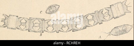 . Die Natürlichen Pflanzenfamilien nebst ihren Gattungen und Arten von den wichtigeren, Nutzpflanzen, unter Mitwirkung zahlreicher hervorragender begründet Fachgelehrten. La botanique. Fig. 157. (Eubiddulpliia Biddulphia) pulchella gris, Kette (100/1). (Nach W. Smith.) Schalenfläche. Schale meist 2 bis mehr Stacheln, diagonale oft zu den Hörnern und dem genähert, Centrum. - 81 Arten und marin, combustibles ; z. B. B. aurita (Lyngb.) Br6b. (Fig. 458)^im Atlantik ; B. smithii (por.) van Heurck en date in der Nordsee und dem Atlantik.. Fig. 158. (Biddulphia Odontella aurita) (Lyngb ) bre'b. Un Zelle Banque D'Images