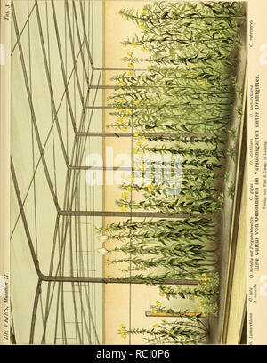 . Die mutationstheorie. Beobachtungen und Versuche über die Entstehung von arten im pflanzenreich. Les plantes ; l'évolution (biologie), l'hybridation, légumes ; l'évolution. . Veuillez noter que ces images sont extraites de la page numérisée des images qui peuvent avoir été retouchées numériquement pour plus de lisibilité - coloration et l'aspect de ces illustrations ne peut pas parfaitement ressembler à l'œuvre originale.. Hugo de Vries,, 1848-1935. Leipzig, Veit &AMP ; comp. Banque D'Images