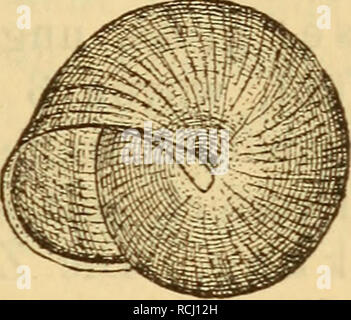 . Die Mollusken-Fauna la Mitteleuropa. Les mollusques. . Veuillez noter que ces images sont extraites de la page numérisée des images qui peuvent avoir été retouchées numériquement pour plus de lisibilité - coloration et l'aspect de ces illustrations ne peut pas parfaitement ressembler à l'œuvre originale.. Clessin, Stephan, 1833-1911. Nürnberg : Bauer &AMP ; Raspe Banque D'Images