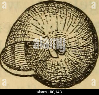 . Die Mollusken-Fauna la Mitteleuropa. Les mollusques. . Veuillez noter que ces images sont extraites de la page numérisée des images qui peuvent avoir été retouchées numériquement pour plus de lisibilité - coloration et l'aspect de ces illustrations ne peut pas parfaitement ressembler à l'œuvre originale.. Clessin, Stephan, 1833-1911. Nürnberg : Bauer &AMP ; Raspe Banque D'Images