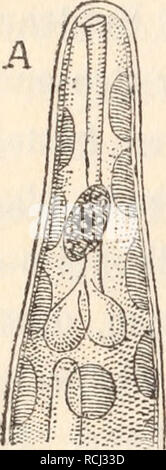 . Die Algen der Lichtsinnesorgane. Studien zum Ausbau der vegetabilen Reizphysiologie ; plantes Algues I.. - 46. Veuillez noter que ces images sont extraites de la page numérisée des images qui peuvent avoir été retouchées numériquement pour plus de lisibilité - coloration et l'aspect de ces illustrations ne peut pas parfaitement ressembler à l'œuvre originale.. La France ?, R. H. (Raoul Heinrich), 1874-1943. Stuttgart, Kosmos Banque D'Images