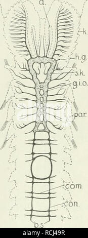 . Die im Leitungsbahnen wirbellosen Nervensystem der Tiere. Anatomie comparée du système nerveux, ;. 58 VERMES, Annelida. 'Ir gehen nun zur großen und überaus wichtigen Gruppe der über Anneliden. Fig. 22. Den Anneliden Arehianneliden die eigentlichen gehen voran. Ihr Nervensystem setzt sich wie dasjenige Anneliden und siehe (Fig. 22) zusammen aus einem (Schlundganglion supraoesophageum ganglionnaires oberes oder) Hirnganglion infraoesophageum ganglionnaires imd einem (unteres Schlundganglion), welche durch die beiden- Schlimdkonnek Sehlundringe verbunden sind zum tiven. Schlundganghon schließ dem unteren Banque D'Images