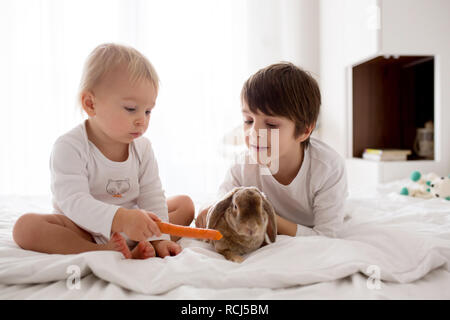 Mignon petit bébé garçon, alimentation animal lapin avec carotte à la chambre à coucher de soleil Banque D'Images