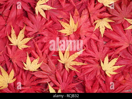 Acer palmatum. Feuillage de l'automne de l'ACERS. Sur la photo : Rouge 'Osakazuki', 'Matsukaze', ''Trompenburg' et 'Sango kaku' jaune Banque D'Images