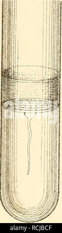 . Die mikroorganismen. Mit besonderer Berücksichtigung der ätiologie der infektionskrankheiten. Bactériologie ; les maladies transmissibles. . Veuillez noter que ces images sont extraites de la page numérisée des images qui peuvent avoir été retouchées numériquement pour plus de lisibilité - coloration et l'aspect de ces illustrations ne peut pas parfaitement ressembler à l'œuvre originale.. Flügge, Karl Georg Friedrich Wilhelm, 1847-. Leipzig, F. C. W. Vogel Banque D'Images