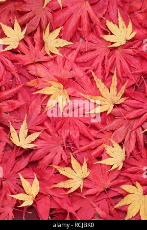 Acer palmatum. Feuillage de l'automne de l'ACERS. Sur la photo : Rouge 'Osakazuki', 'Matsukaze', ''Trompenburg' et 'Sango kaku' jaune Banque D'Images