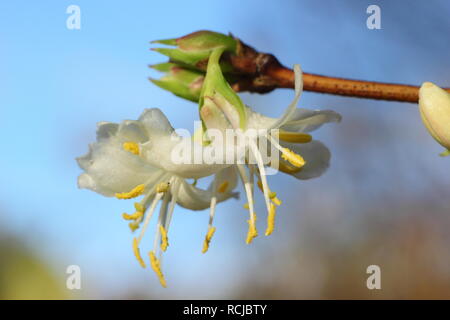 Lonicera x purpusii 'Winter Beauty'. Fragrant flowers of winter flowering 'Winter Beauty' honeysuckle - December, UK Banque D'Images