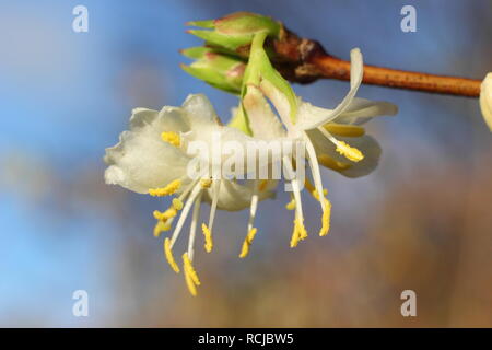 Lonicera x purpusii 'Winter Beauty'. Fragrant flowers of winter flowering 'Winter Beauty' honeysuckle - December, UK Banque D'Images