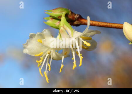 Lonicera x purpusii 'Winter Beauty'. Fragrant flowers of winter flowering 'Winter Beauty' honeysuckle - December, UK Banque D'Images