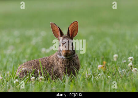 Un lapin l'est arrêté pour un portrait dans ma cour en Virginie. Banque D'Images