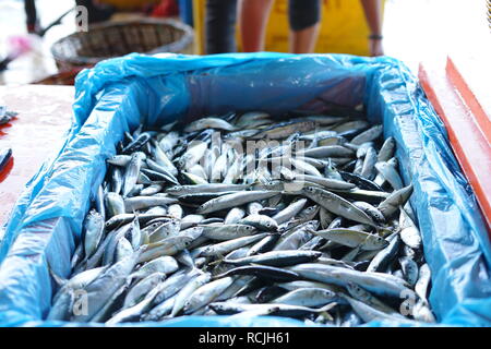 Sardines fraîches au marché de poissons traditionnels Banque D'Images