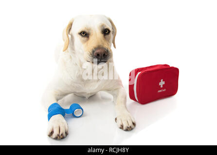 Chien malade. LABRADOR couché avec un bandage élastique bleu OU BANDE À PIED OU PATTE ET UNE TROUSSE DE SECOURS D'URGENCE OU DE PREMIÈRE. Faire un visage. STUDIO ISOLÉ SH Banque D'Images