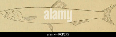. Die Fische der Ostsee. Les poissons. Kurze 142 Fortsätze. Eine Reihe schwarzer Flecke jeder Seite un. Ge- wöhnHch Maifisch kleiner als der. Maifisch sich nach der nährt Benecke von Krustenthieren des. Er sich aus dem begiebt Salzwasser dans die Flüsse, um zu laichen. Im Rhein steigt der echte Maifisch bis auf de Bâle. Laichzeit fällt die nach und KröyER NiLSSON dans die Monate Juni und Juli. Das Fleisch ist. wohlschmeckend Im westlichen Gebiete der Ostsee treten beide Varietäten auf. Kieler das Museum von beiden enthält 24 cm lange Individuen, welche im Berliner Hafen gefangen wurden. Ein 35 cm Banque D'Images