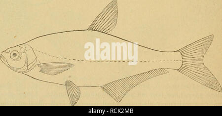 . Die Fische der Ostsee. Poissons. brama u. vetula). Kröyer III, 369. TT. Abramis hallerus Pleinzen Zope, L. ; dän. Brasenflire ; schwed. Faren.. Veuillez noter que ces images sont extraites de la page numérisée des images qui peuvent avoir été retouchées numériquement pour plus de lisibilité - coloration et l'aspect de ces illustrations ne peut pas parfaitement ressembler à l'œuvre originale.. Möbius, Karl August, 1825-1908 ; Heincke, Friedrich, 1852-1929. Berlin : P. Parey Banque D'Images