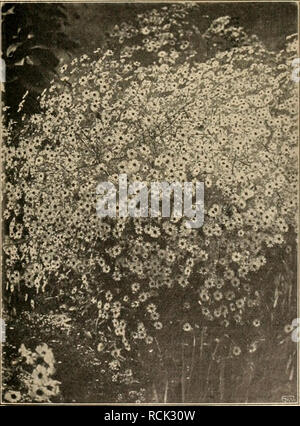 . Die Gartenwelt. Le jardinage. Aster novae Angliae Treasure (Texte Seite 653). Vom Verfasser für die "Gartenwelt aufgenommeD photographisch » nochmaligen. späteren Ausführungen, für welche er, für jeden Fall, nochmalige Bezahlung zu fordern ausland errichten. ist*) Dans Urheberschutzgesetz alledem ihm steht das voll zur Seite ( ? Des Herausgebers). Der Prinzipal erwirbt mit der nur Gehaltszahlung das Recht, vom Angestellten zu verlangen, dass er die erforder- Zeich nungen lichen liefert und im übrigen pünktlich und gewissenhaft während der der Firma die Dienststunden- und außerhalb des intérieurs Banque D'Images