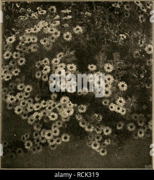 . Die Gartenwelt. Le jardinage. XVn, Die 47 Ga rl (Ml wd t. 655. Aster novae Angliae Treasure (Texte Seite 653). Vom Verfasser für die "Gartenwelt aufgenommeD photographisch » nochmaligen. späteren Ausführungen, für welche er, für jeden Fall, nochmalige Bezahlung zu fordern ausland errichten. ist*) Dans Urheberschutzgesetz alledem ihm steht das voll zur Seite ( ? Des Herausgebers). Der Prinzipal erwirbt mit der nur Gehaltszahlung das Recht, vom Angestellten zu verlangen, dass er die erforder- Zeich nungen lichen liefert und im übrigen pünktlich und gewissenhaft während der die intérêts financiers de Dienststunden Banque D'Images