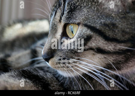 Closeup portrait of a sweet jeune chat tigré Banque D'Images