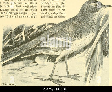 . Die Welt Gefiederte. IKt. les oiseaux. 21 Spaffig TOatabenb Quaflenberge stlif, am. 163 Minuten fann fie homme^ ac 23 icfen tierfolgen mit(bann, Dtrfd^raunben jle ift iiat unb feinen ©influ^ ßinb äBetter 2auf unb ^interlaffen lüiebet ; eä ift rul)ig. roinbftill unb L^Witttermeile^ erften il abe ben ipüget^ pari Seil burc^iuonbert fette gel^abroärtS unb e dans entung "eine, felüOÜ beroalbet^cmeo bie, un eifrifd^nblict geroäfirt enben 91. Ser Sobe" fit leic^ gepolftert ÜJlooä unb mit ©rag. (Stetlenroeife alteä mobeit n:iä^§ rtge 8ou6, un anbern Orten n)ud)iet manc£)erlei rombeergefirä Unterijolä neben © Banque D'Images