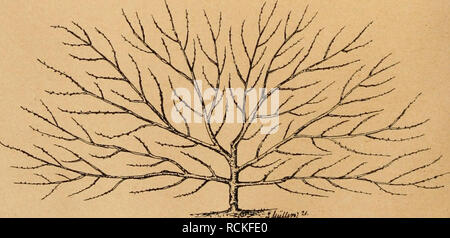 . Die Gartenwelt. Le jardinage. 284 Die Gartenwelt. XX7, jämmerlichsten Handwerkszeugen 24 die Arbeit nicht recht von der Hand, er ist, dass man verärgert brüchigen von Geräten mit tellement ihm volle Arbeit verlangt. Er wird als Neuling schärfer beobachtet, und bald ist ein Urteil et voreiliges : Der Mann taugt nichts, die Arbeit geht ihm nicht von der la main. - Er ist schuld ? Hunderterlei aufzählen solcher Johanna ließen sich, die die Wirtschaftlichkeit der Gartenbaubetriebe beeinträchtigen, d. h. den Gewinn schmälern. Mancher werten der Leser wird mir sagen : Wir haben viele Betriebe, en kraft, en Banque D'Images