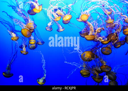 Méduses dans un aquarium marin sur un fond d'eau bleue Banque D'Images