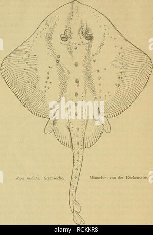 . Die Fische der Ostsee. Les poissons. 154. Kaja radiata. Sternroche. Männchen von der Rückenseite, io6. RsLJci Clavata L. Keulen- oder Nagelroche dän ;. Semrokke ; schwed. knagg räcka-. Länge 40-80 cm. Rumpfscheibe rautenförmig rapide mit rechten Winkeln. Schnauze stumpf. Der ganze Körper ist bei beiden Geschlechtern Knochenkörperchen spitzen mit kleinen, bedeckt, être-. Veuillez noter que ces images sont extraites de la page numérisée des images qui peuvent avoir été retouchées numériquement pour plus de lisibilité - coloration et l'aspect de ces illustrations ne peut pas parfaitement ressembler à l'œuvre originale.. Möbius, circons Karl Banque D'Images
