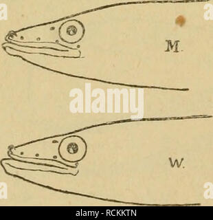 . Die Fische der Ostsee. Les poissons. . Veuillez noter que ces images sont extraites de la page numérisée des images qui peuvent avoir été retouchées numériquement pour plus de lisibilité - coloration et l'aspect de ces illustrations ne peut pas parfaitement ressembler à l'œuvre originale.. Möbius, Karl August, 1825-1908 ; Heincke, Friedrich, 1852-1929. Berlin : P. Parey Banque D'Images