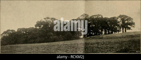 . Die Gartenwelt. Le jardinage. Die 90 Gartenwelt. XVIII, 7 Läppchen und, lappiger Spreite 5 - 7, weichhaarig dreinervig, Zipfel, spitz, gezähnt. Dans rispigen Endsträußen Blüten zahlreich., 5 cm breit, Strahlenblüten 8-10, spitz, Scheibenblüten gelb. Costa Rica, Samen von C. Werckle, im Jahre 1905 nach Mortola eingeschickt. Januar bis Dezember Blüht. M. grandiflora (DC), C. Koch ( = Eriocoma grandiflora Alam.). Weichhaariger, 3-4 m hoher Strauch. 30-35 cm 15 cases lang, mit, bieitgeflügeltem geöhreltem Stiele suis Westfalica, auf jeder Seite mit drei, eiförmigen spitzen Lappen, dont der mittle Banque D'Images