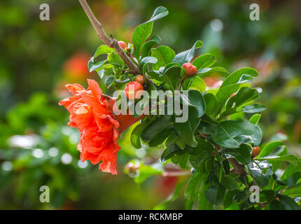 Fleurs orange vif d'un grenadier (Punica granatum). Fleurs de grenadier (Punica granatum orange vif) Banque D'Images