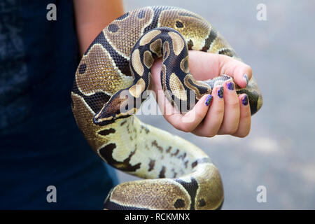 Photo Gros plan d'une main de la jeune fille avec des ongles peints tenant un serpent python de curling. Banque D'Images