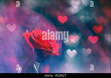 Rose rouge en forme de coeurs sur feux de flou artistique. Concept de la Saint-Valentin Banque D'Images