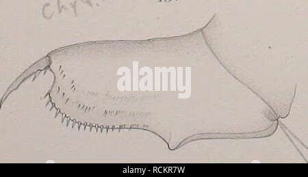 . Cladoceren die der Umgebung von Basel. Cladocères ; Crustacea. . Veuillez noter que ces images sont extraites de la page numérisée des images qui peuvent avoir été retouchées numériquement pour plus de lisibilité - coloration et l'aspect de ces illustrations ne peut pas parfaitement ressembler à l'œuvre originale.. Stingelin, Theodor. Genf : Buchdruckerei Aubert-Schuchardt, Rey &AMP ; Malavallon, Nachf. Banque D'Images