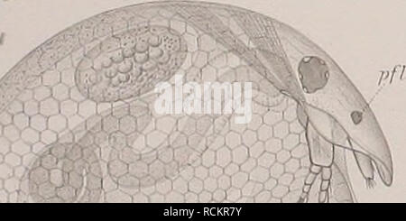 . Cladoceren die der Umgebung von Basel. Cladocères ; Crustacea. . Veuillez noter que ces images sont extraites de la page numérisée des images qui peuvent avoir été retouchées numériquement pour plus de lisibilité - coloration et l'aspect de ces illustrations ne peut pas parfaitement ressembler à l'œuvre originale.. Stingelin, Theodor. Genf : Buchdruckerei Aubert-Schuchardt, Rey &AMP ; Malavallon, Nachf. Banque D'Images
