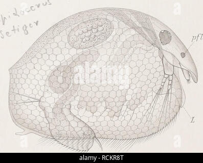 . Cladoceren die der Umgebung von Basel. Cladocères ; Crustacea. 42.. Veuillez noter que ces images sont extraites de la page numérisée des images qui peuvent avoir été retouchées numériquement pour plus de lisibilité - coloration et l'aspect de ces illustrations ne peut pas parfaitement ressembler à l'œuvre originale.. Stingelin, Theodor. Genf : Buchdruckerei Aubert-Schuchardt, Rey &AMP ; Malavallon, Nachf. Banque D'Images