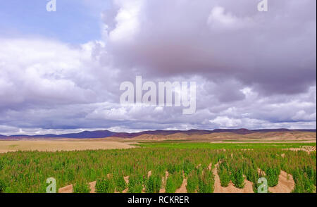 Le quinoa rouge vert plante domaine hautes terres andines, Bolivie Banque D'Images