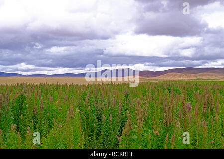 Le quinoa rouge vert plante domaine hautes terres andines, Bolivie Banque D'Images