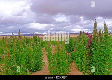 Le quinoa rouge vert plante domaine hautes terres andines, Bolivie Banque D'Images