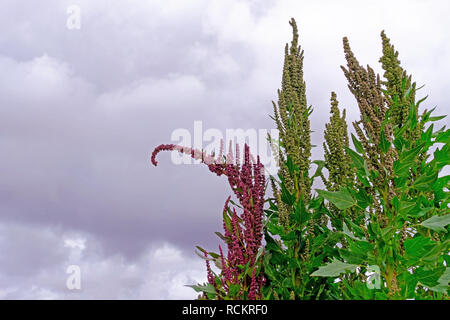 Le quinoa rouge vert plante domaine hautes terres andines, Bolivie Banque D'Images