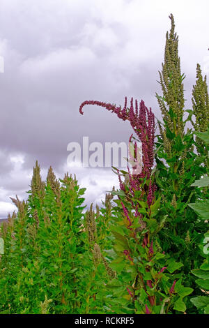 Le quinoa rouge vert plante domaine hautes terres andines, Bolivie Banque D'Images