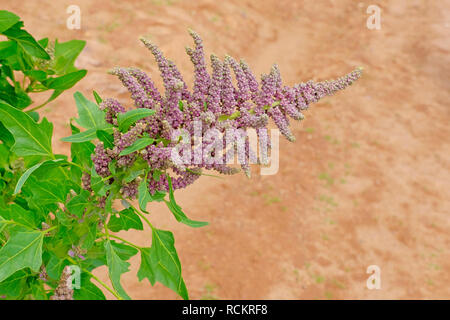 Le quinoa rouge vert plante domaine hautes terres andines, Bolivie Banque D'Images