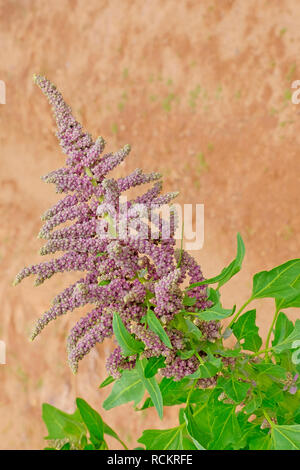 Le quinoa rouge vert plante domaine hautes terres andines, Bolivie Banque D'Images