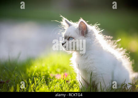 Chaton gris aux yeux bleus l'exploration dans l'herbe. Banque D'Images