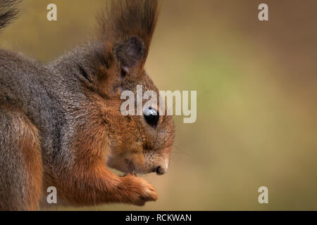 Portrait of cute little squirrel Banque D'Images