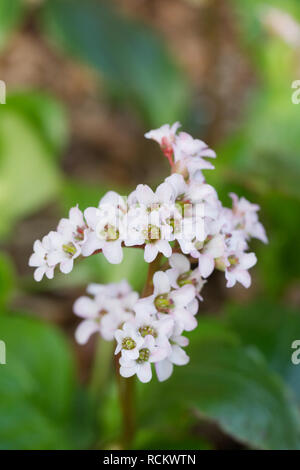 Parthenocissus 'Bressingham White' la floraison au printemps. Banque D'Images