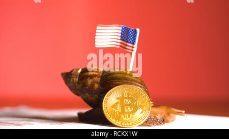 Escargot avec le drapeau américain sur le dos et coin bitcoin BTC crypto Banque D'Images