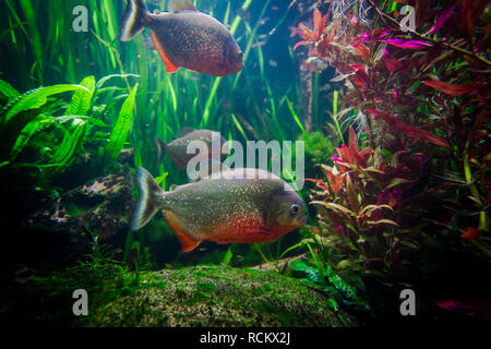 Poisson sous l'piranha close up portrait Banque D'Images